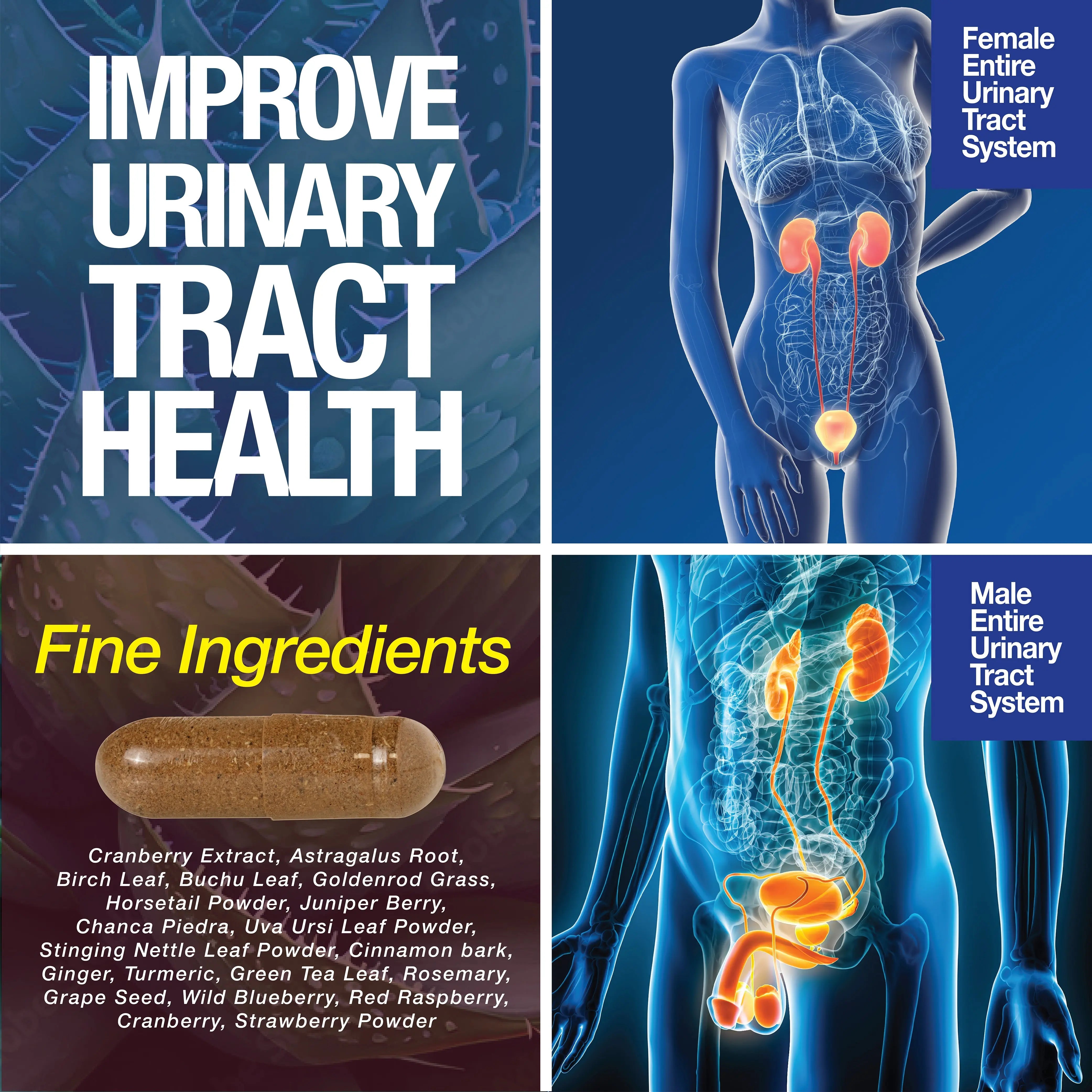 Kidney Support Cleanse – Cranberry & Astragalus Capsules Saint Mingiano - Supplements & Wellness Dedicated to Holistic Health