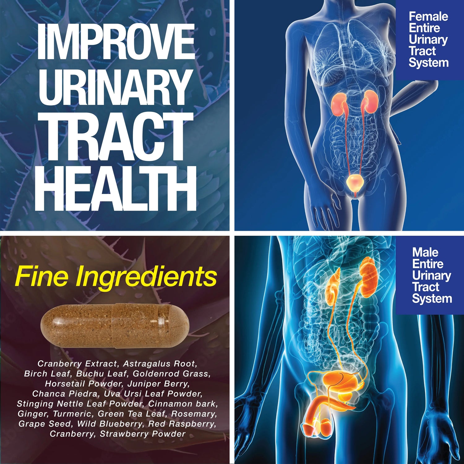 Kidney Support Cleanse – Cranberry & Astragalus Capsules Saint Mingiano - Supplements & Wellness Dedicated to Holistic Health